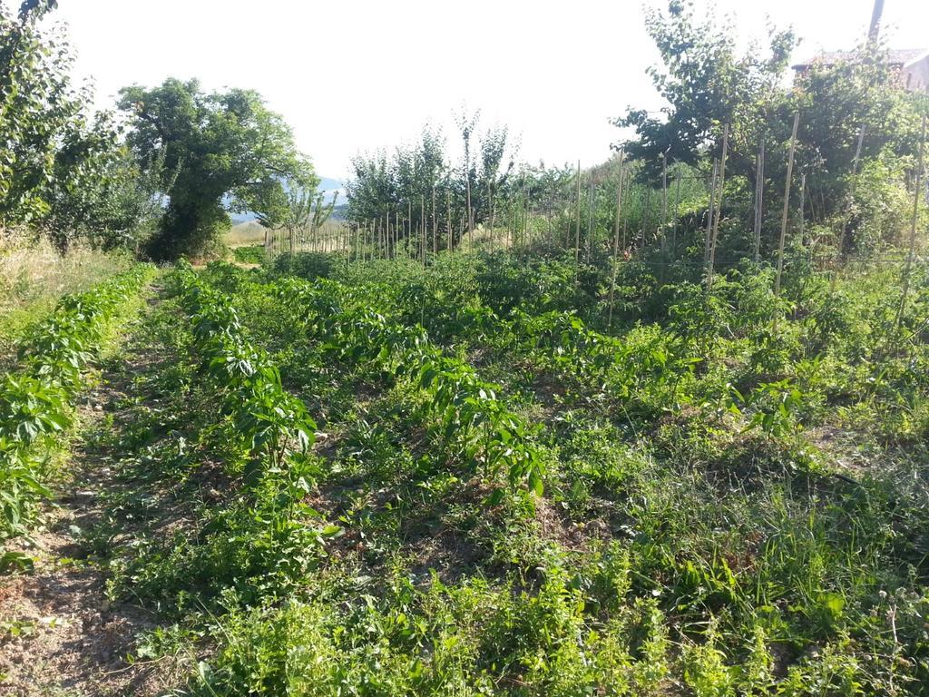 Agriturismo Eutopia San Leo Exteriör bild